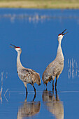 Sandhill Cranes calling