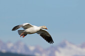 Snow Goose alighting over mountains