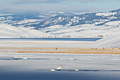 Trumpeter Swans and Elk, Winter Landscape