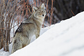 Kojote, Überleben im Winter
