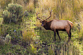 Rocky Mountain Bull Elk