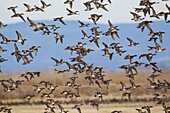 Large Flock of Ducks