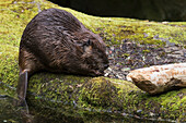 Beaver with cut log