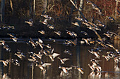 American and Eurasian Wigeon Flock Alighting