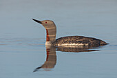 Red-throated Loon, misty morning