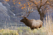 Rocky Mountain Bull Elk, Herbstmorgen