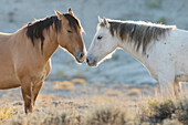 Wilde Mustangs im Sand Wash Basin, Nase an Nase