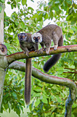 Baumbewohnende weißstirnige braune Lemuren suchen Zuflucht in einem Baum.