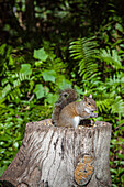 Ein graues Eichhörnchen ernährt sich von Vogelsamen, die auf einem Baumstumpf gelagert sind.