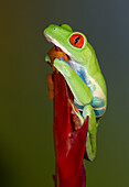 Rotaugen-Laubfrosch, Agalychnis callidryas, in Gefangenschaft, unter kontrollierten Bedingungen