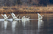 Trumpeter swans taking off from lake Marion County, Illinois