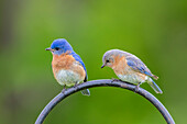 Eastern bluebird male and female on shepherd's hook Marion County, Illinois