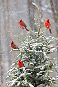 Northern cardinal males in spruce tree in winter snow, Marion County, Illinois.