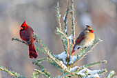 Männchen und Weibchen des nördlichen Kardinals in einer Fichte im Winterschnee, Marion County, Illinois.
