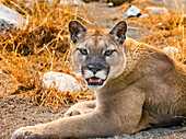 Mountain Lion, Cougar, Puma concolor.