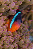 Fidschi. Clownfisch versteckt zwischen Seeanemonen