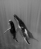Pazifische Inseln, Tonga. Mutter und Kalb, Buckelwale (Megaptera novaeangliae) in Gewässern