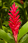 Roter Ingwer (Alpinia purpurata), Maire Nui Gardens, Titakaveka, Rarotonga, Cookinseln, Südpazifik