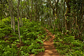 Wald, Takitoa Ridge Track, Raemaru Mountain, Rarotonga, Cookinseln, Südpazifik
