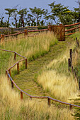 Mit Gras gesäumter Weg, Los Glaciares Nationalpark, Argentinien, Südamerika, Patagonien