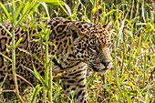 Brazil, Pantanal. Close-up of jaguar