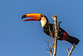 Brazil, Pantanal. Toco toucan bird close-up