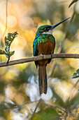 Brazil, Pantanal. Rufous-tailed jacamar bird on limb