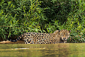 Brazil, Pantanal. Wild jaguar standing in river water.