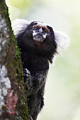 Brazil, State of Sao Paulo, Sao Paulo, common marmoset, (Callithrix jacchus). Common marmoset in the trees.