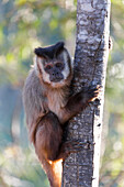 Brazil, Mato Grosso, The Pantanal, brown capuchin monkey, (Cebus apella). Brown capuchin monkey on a tree.