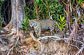 Brasilien, Mato Grosso, Das Pantanal, Rio Cuiaba, Jaguar, (Panthera onca). Jaguar, der aus dem Dschungel am Flussufer herausschaut.