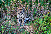 Brazil, Mato Grosso, The Pantanal, Rio Cuiaba, jaguar, (Panthera onca). Jaguar on the river bank.