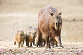 Brazil, Mato Grosso, The Pantanal, capybara, (Hydrochaeris hydrochaeris). Capybara female with young.