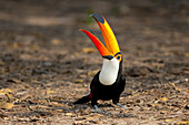 Brazil, Mato Grosso, The Pantanal, toco toucan (Ramphastos toco). Toco toucan feeding on insects.