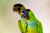 Brasilien, Mato Grosso, Das Pantanal, Schwarzkappensittich, (Nandayus nenday). Porträt des Schwarzkappensittichs.