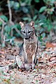Brasilien, Mato Grosso, Das Pantanal, Krabbenfressender Fuchs, (Cerdocyon thous). Krabbenfressender Fuchs am Rande des Waldes.