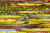 Brasilien, Mato Grosso, Das Pantanal, Porto Jofre, Riesenseerosenblätter, (Victoria amazonica), Streifenreiher, (Butorides striatus). Streifenreiher auf riesigen Seerosenblättern.