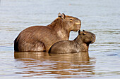Brasilien, Mato Grosso, Das Pantanal, Rio Cuiaba, Wasserschwein, (Hydrochaeris hydrochaeris). Ausgewachsenes Wasserschwein und Jungtier im Wasser des Rio Cuiaba.