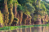 Brazil, Mato Grosso, The Pantanal, Rio Negro. Thick vines along the Rio Negro.