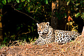 Brazil, Mato Grosso, The Pantanal, jaguar, (Panthera onca). Jaguar looking from the edge of the jungle.
