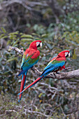 Brazil, Mato Grosso do Sul, Jardim, Sinkhole of the Macaws. Portrait of a pair of red-and-green macaws.