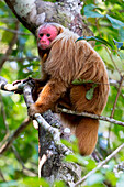 Brasilien, Amazonas, Manaus, Amazon EcoPark Jungle Lodge, Weißbüscheläffchen, Cacajao calvus. Porträt eines kahlen Uakari-Affen in den Bäumen.