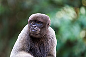 Brazil, Amazon, Manaus, Amazon EcoPark Jungle Lodge. Common woolly monkey portrait.