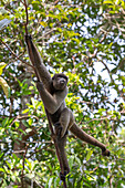 Brazil, Amazon, Manaus, Amazon EcoPark Jungle Lodge. Common woolly monkey hanging from the trees using its prehensile tail.