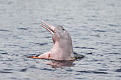 Brasilien, Amazonas, Manaus, Rio Negro, Rosa Flussdelfin, Inia geoffrensis. Porträt eines rosa Flussdelfins mit dem Kopf aus dem Wasser.