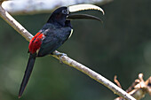 Brazil, Amazon, near Manaus, black-necked aracari, Pteroglossus aracari. Portrait of a black-necked aracari.