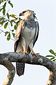 Brasilien, Amazonas, in der Nähe von Manaus, Harpyienadler, Harpia harpyja. Dieser junge Harpyienadler kehrt zu seinem Nistbaum zurück.