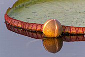 Brazil, The Pantanal, giant lily pad, Victoria amazonica. A bud of a giant lily pad is reflected in the water.