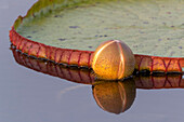 Brasilien, Das Pantanal, Riesenseerosenblatt, Victoria amazonica. Eine Knospe eines riesigen Seerosenblattes spiegelt sich im Wasser.