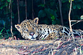 Brazil, The Pantanal, Rio Cuiaba, jaguar, Panthera onca. A large male jaguar suns himself on the riverbank.